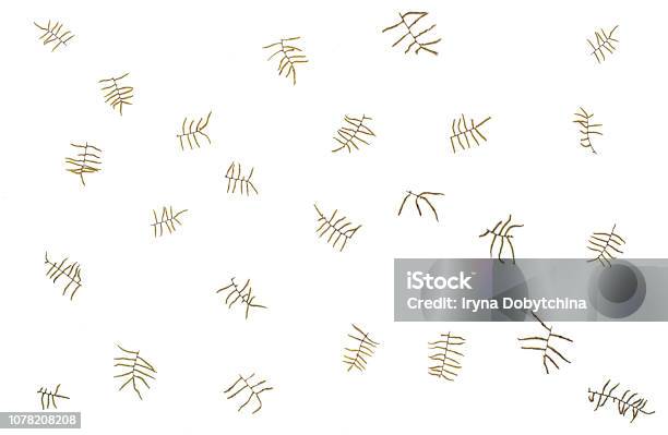 Background Of Dried Fern Twigs Minimalisme Concept Stock Photo - Download Image Now