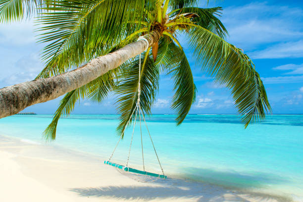 istock Wooden swing on a rope on a palm tree 1078211836
