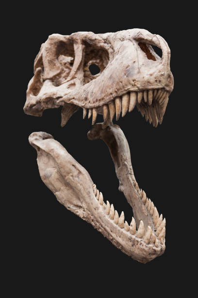 Skull of a velociraptor dinosaur Skull of a velociraptor dinosaur, on a black background. raptor dinosaur stock pictures, royalty-free photos & images