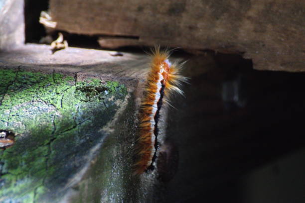 istock Caterpillar on wood 1078214466
