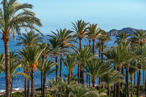 Mountain, sea and vegetation\n Palm trees on the blue sea of the Mediterranean on a hot day of light and heat to fully enjoy