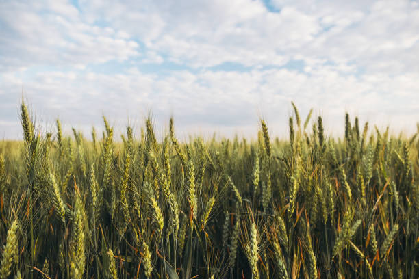 istock Field of green wheat under beautiful sky with white fluffy clouds 1078217048