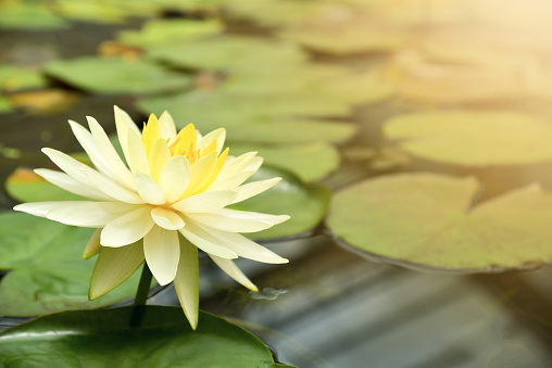Yellow water lily blooming in pond.