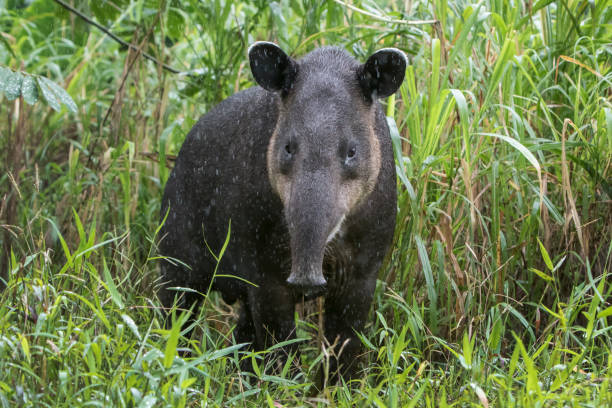 tapiro di baird sotto la pioggia - fotografato nelle foreste pluviali settentrionali del costa rica - tapiro foto e immagini stock