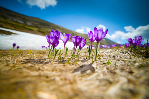 istock flowers in the mountains 1078221618