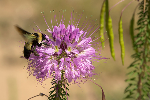 A fuzzy, large bumblebee gathers pollen and drinks nectar from Rocky Mountain Beeplant flowers in the Rocky Mountain Arsenal National Wildlife Refuge, Commerce City Colorado.