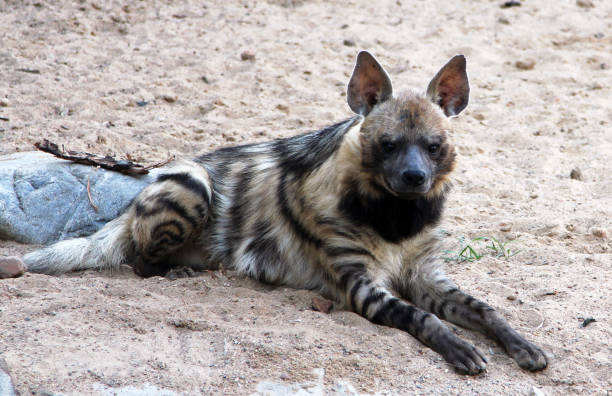 istock Portrait of striped hyena (Hyaena hyaena) 1078226214