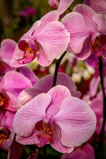 istock Orchid flower close-up picture 1078228102