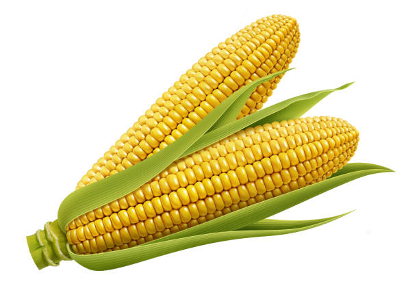ilustraciones, imágenes clip art, dibujos animados e iconos de stock de hoja de maíz aislada sobre fondo blanco - white background horizontal close up vegetable