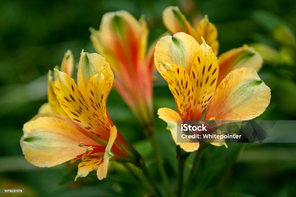 Foto de Bela Foto Closeup Flores De Astromelia e mais fotos de stock de  Amarelo - Amarelo, Amor, Beleza - iStock