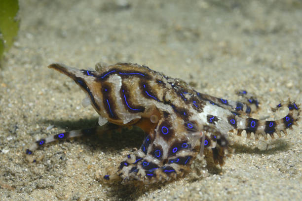 Blue-lined Octopus, New South Wales, Australia stock photo