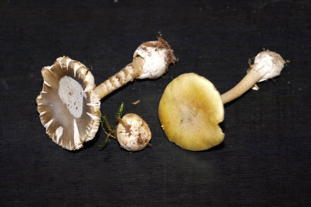유독한 버섯 이름은 버섯 phalloides 학교에 테이블에 - 알광대버섯 뉴스 사진 이미지