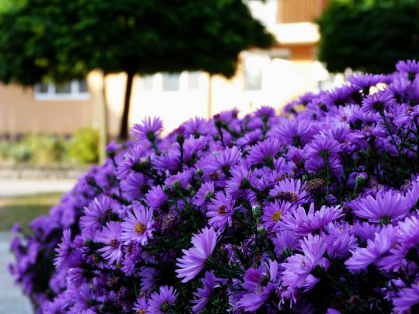 istock purple chrysanthemums in park setting 1078240654