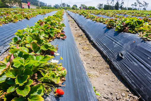 Rows of organic strawberries at a farm on the Pacific Ocean coastline, San Francisco bay area, California