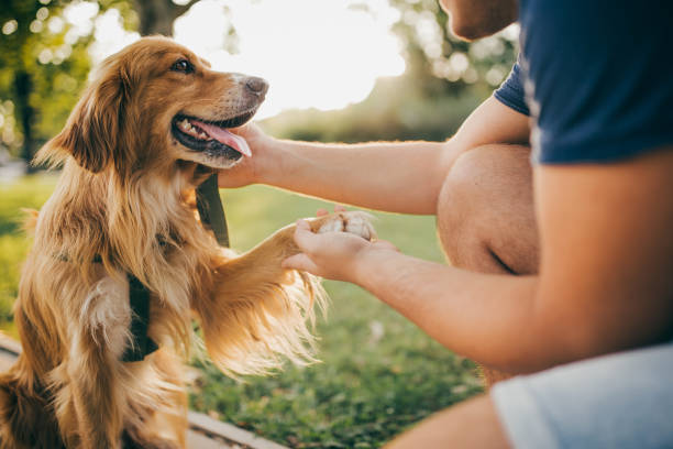 男と彼の犬、ゴールデン ・ リトリーバー、都市公園。 - pets embracing one person portrait ストックフォトと画像