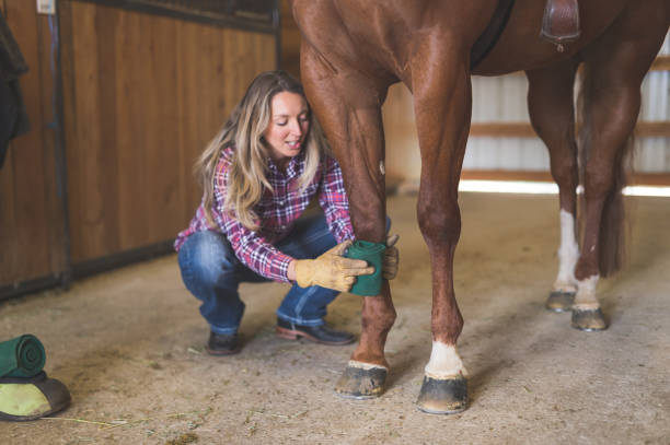 istock Woman wrapping her horse's leg 1078252000