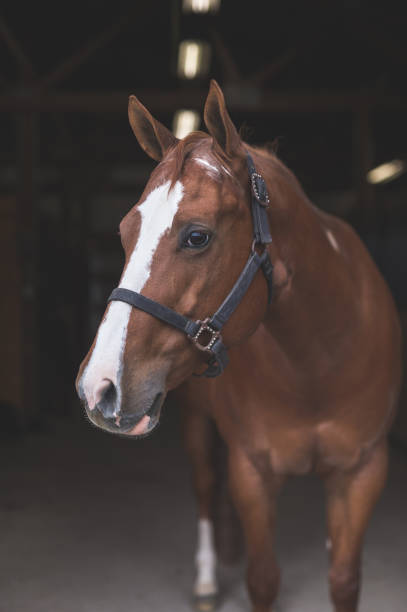 istock Portrait of a horse 1078252010