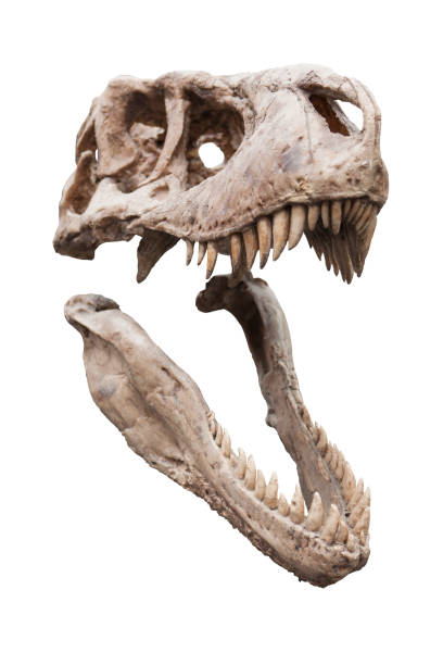 istock Skull of a velociraptor dinosaur 1078254288