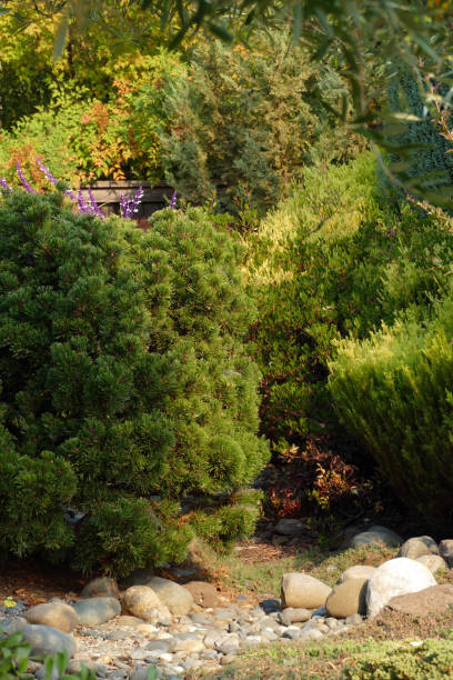 istock GARDEN SCENE Pines Olives Rocks 1078254650