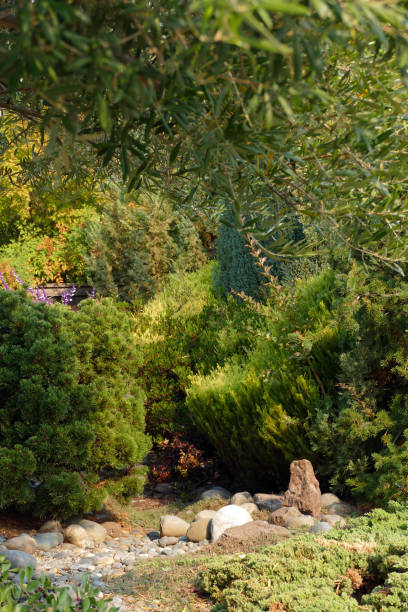 istock GARDEN SCENE Pines Olives Rocks 1078254702