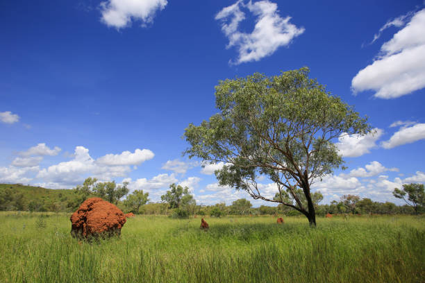 istock Tree, termite mound in green field. Beautiful landscape. 1078256342