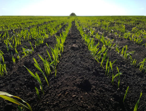 campo di grano germoglio, terra nera, erba verde - wheat cereal plant agriculture green foto e immagini stock