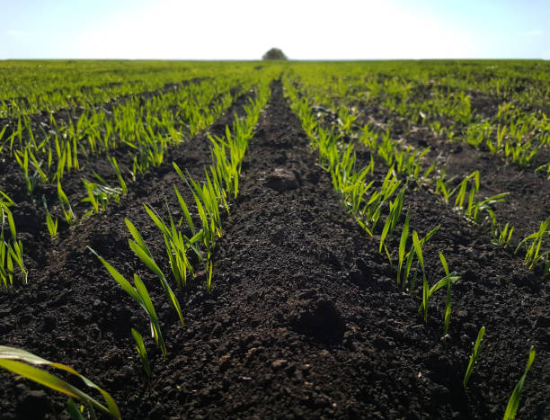 麦畑、黒い地球、緑の草を芽します。 - field landscape green wheat ストックフォトと画像