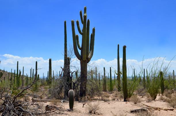 Saguaro National Park, Arizona, USA Saguaro National Park, Arizona, USA tucson christmas stock pictures, royalty-free photos & images