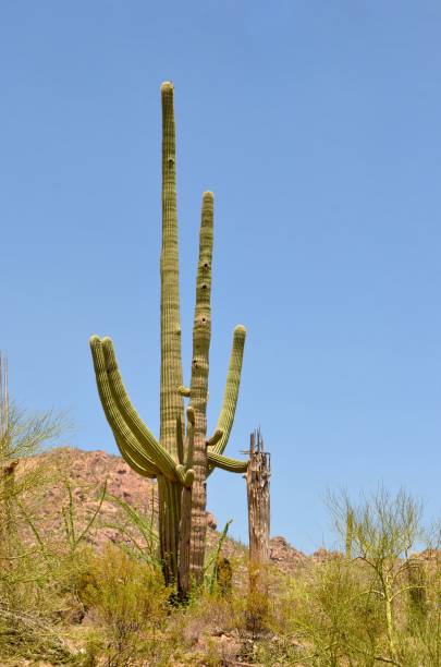 Saguaro National Park, Arizona, USA Saguaro National Park, Arizona, USA tucson christmas stock pictures, royalty-free photos & images