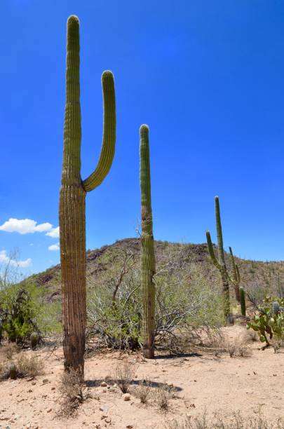 Saguaro National Park, Arizona, USA Saguaro National Park, Arizona, USA tucson christmas stock pictures, royalty-free photos & images