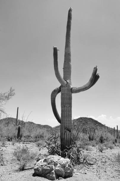istock Saguaro National Park, Arizona, USA 1078262232