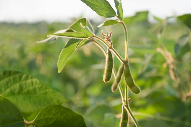istock Young soybean pods in a soybean field on a sunny day. 1078264952