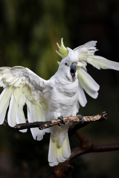 istock A Happy Cockatoo 1078267290