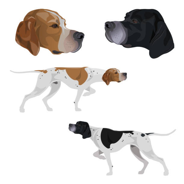 English pointer set. English pointer set. Dogs black and white and lemon and white coloring. Portraits of head. Traditional stance intent on game. Vector illustration isolated on white background dog pointing stock illustrations