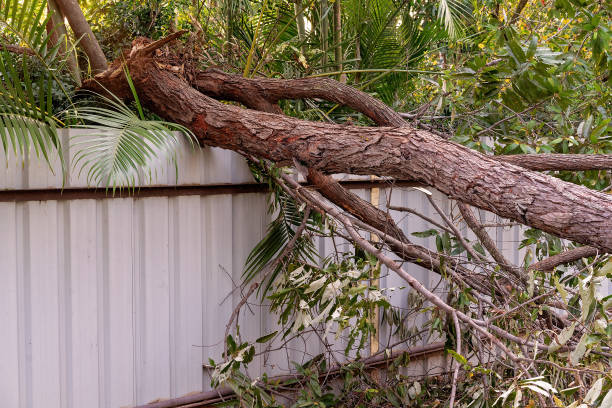 istock Tree Fallen After Storm Onto Fence 1078271354