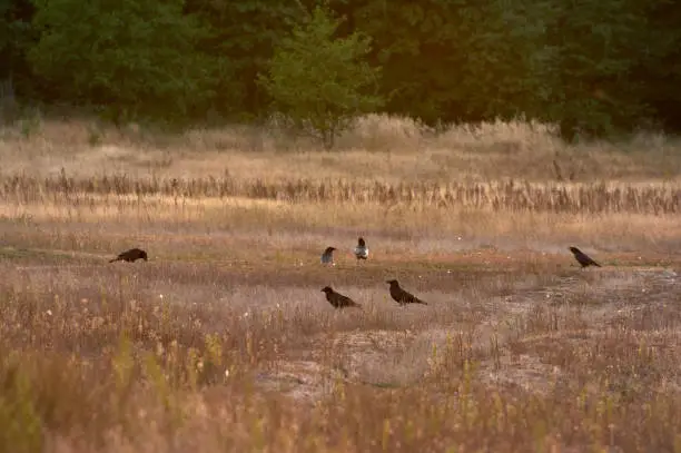 A flock  black crows in the meadow in the evening. Summer sunset. Bird watching.