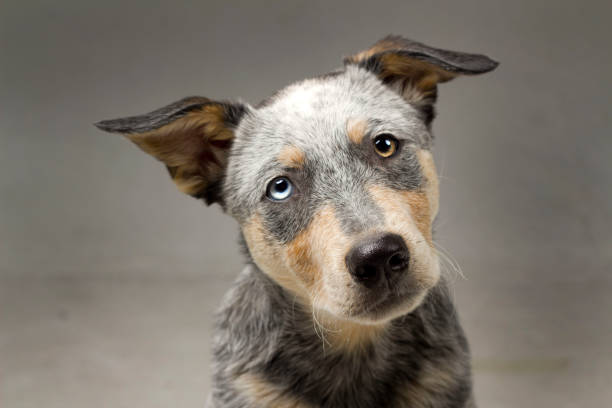 istock Puppy Headshot in Studio 1078275094