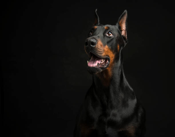 istock Doberman pinscher portrait on black background 1078275390