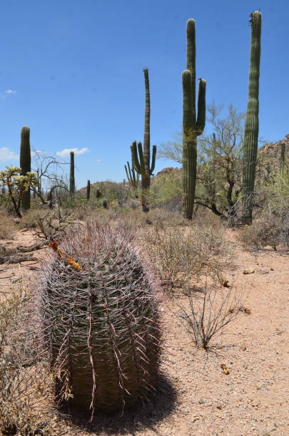 Saguaro National Park, Arizona, USA Saguaro National Park, Arizona, USA tucson christmas stock pictures, royalty-free photos & images