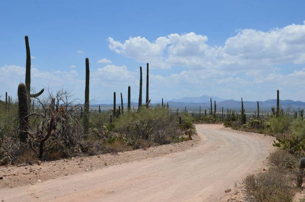 Saguaro National Park, Arizona, USA Saguaro National Park, Arizona, USA tucson christmas stock pictures, royalty-free photos & images