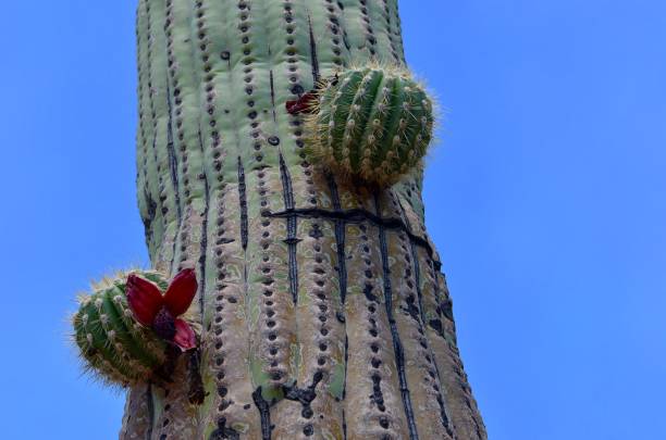 Saguaro National Park, Arizona, USA Saguaro National Park, Arizona, USA tucson christmas stock pictures, royalty-free photos & images