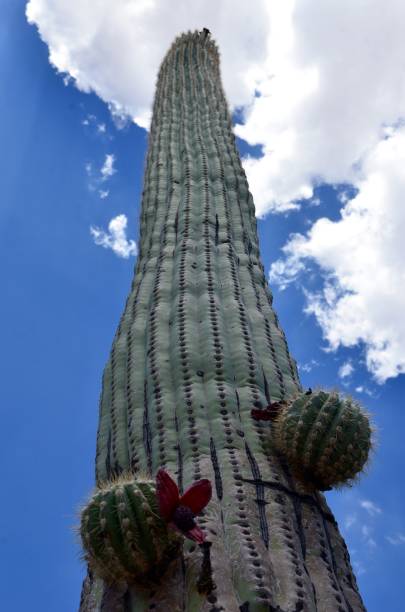 Saguaro National Park, Arizona, USA Saguaro National Park, Arizona, USA tucson christmas stock pictures, royalty-free photos & images