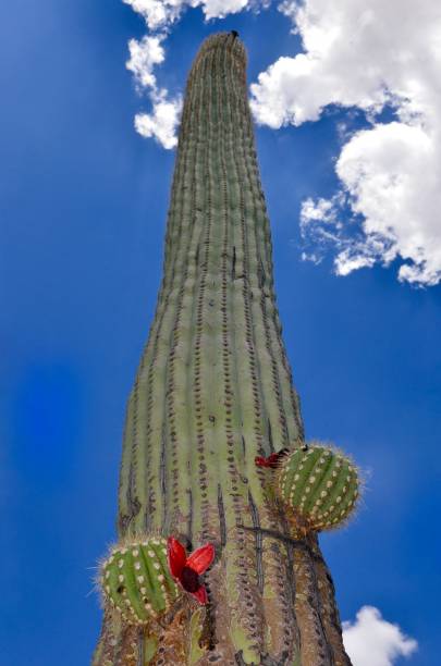 Saguaro National Park, Arizona, USA Saguaro National Park, Arizona, USA tucson christmas stock pictures, royalty-free photos & images