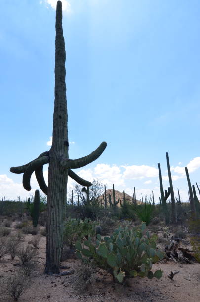 Saguaro National Park, Arizona, USA Saguaro National Park, Arizona, USA tucson christmas stock pictures, royalty-free photos & images