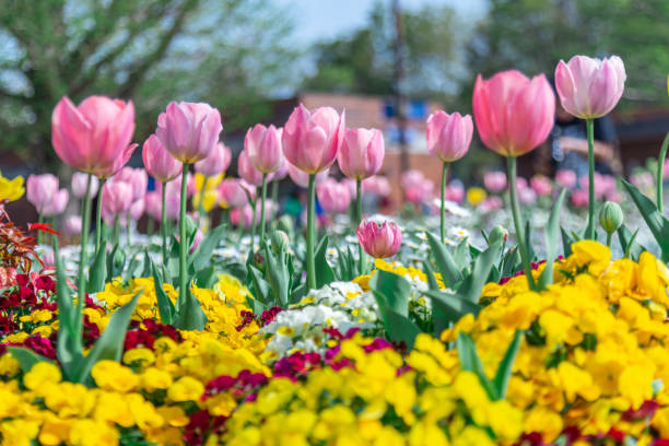 istock Tulibs flower field in Japan. 1078276968