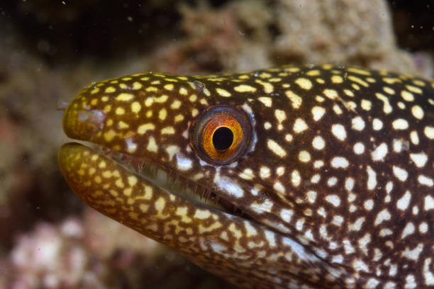 istock Stout Moray Eel, Queensland, Australia 1078277026