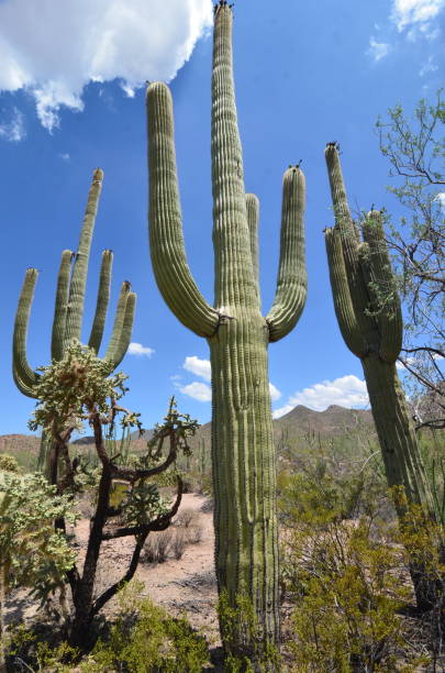 Saguaro National Park, Arizona, USA Saguaro National Park, Arizona, USA tucson christmas stock pictures, royalty-free photos & images