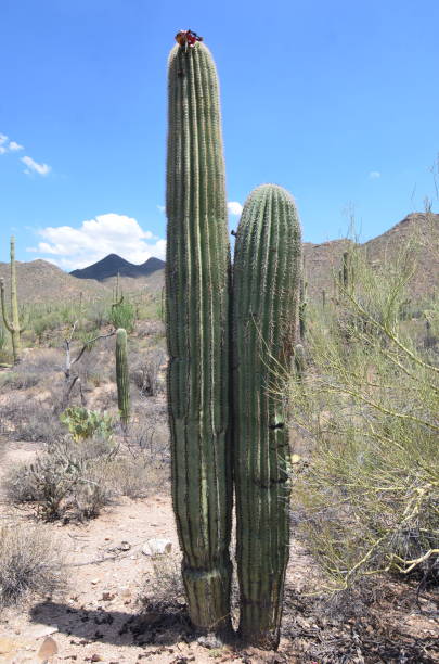 Saguaro National Park, Arizona, USA Saguaro National Park, Arizona, USA tucson christmas stock pictures, royalty-free photos & images