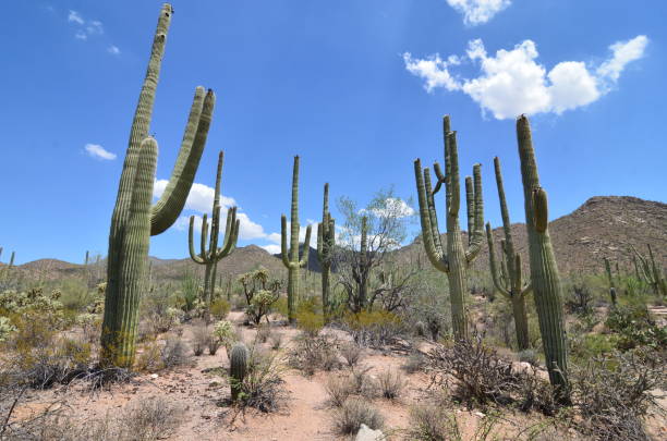 Saguaro National Park, Arizona, USA Saguaro National Park, Arizona, USA tucson christmas stock pictures, royalty-free photos & images