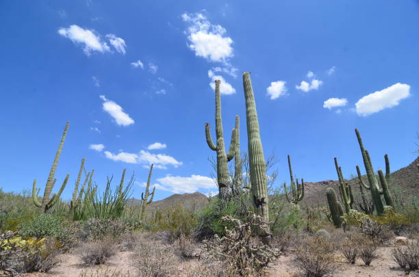 Saguaro National Park, Arizona, USA Saguaro National Park, Arizona, USA tucson christmas stock pictures, royalty-free photos & images